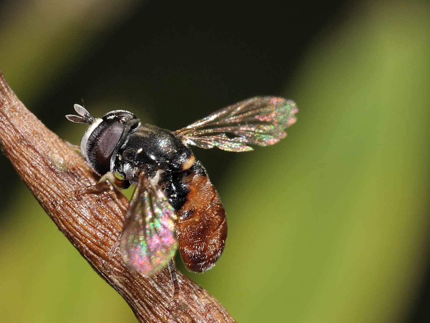 Syrphidae - Paragus sp. ???